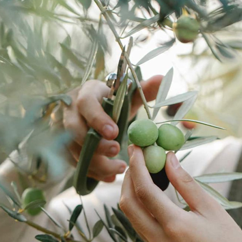 The importance of a safe purchase